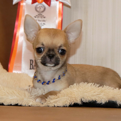 Валентра стар