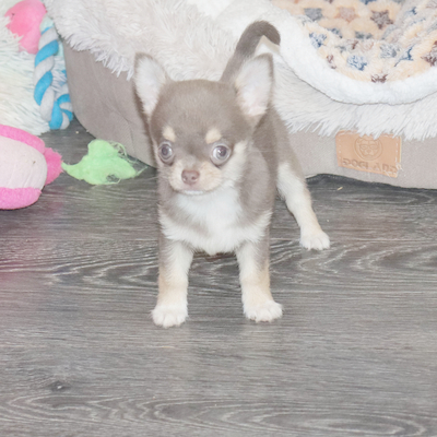 Валентра стар