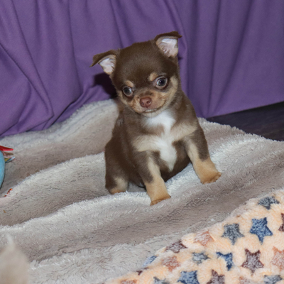 Валентра стар