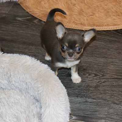 Валентра стар