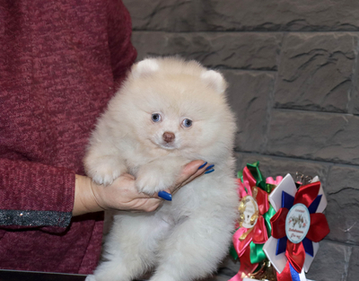 Валентра стар