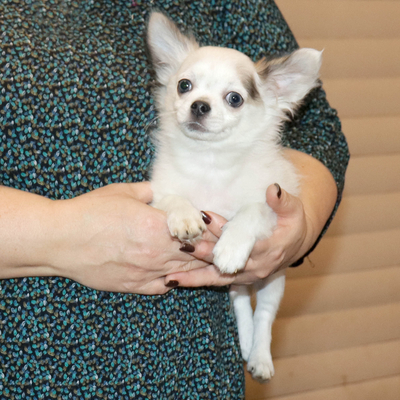 Валентра стар