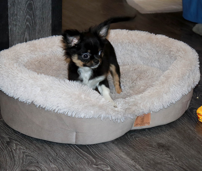 Валентра стар