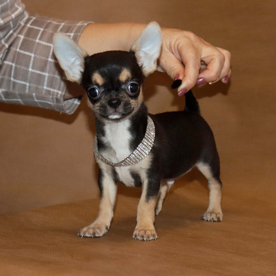 Продается Щенок Чихуахуа