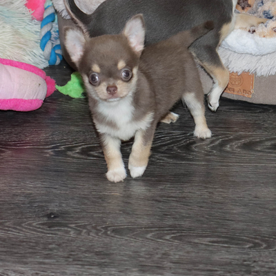 Валентра стар