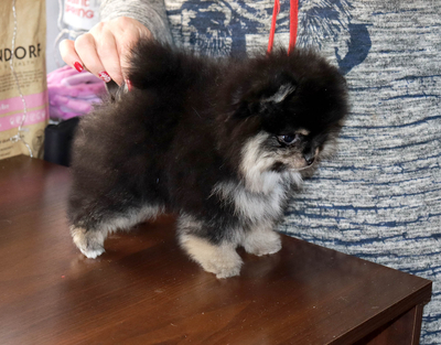 Валентра стар