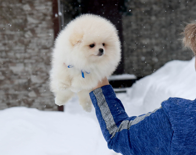Валентра стар