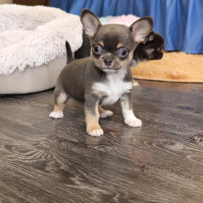 Валентра стар