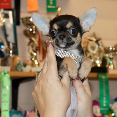 Валентра стар