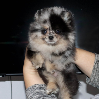 Продается Мраморный шпиц