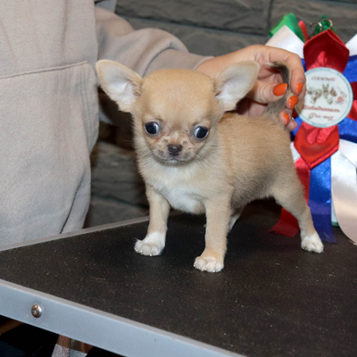 Валентра стар