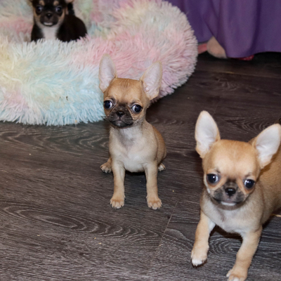 Валентра стар