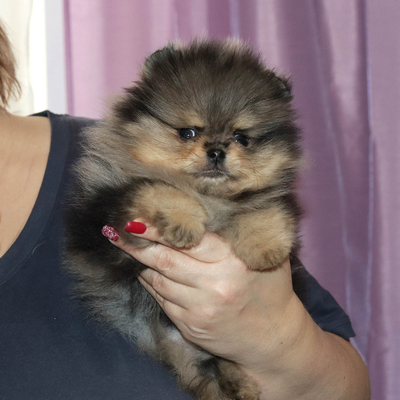 Валентра стар