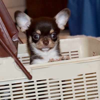 Продается Шоколадный чихуа