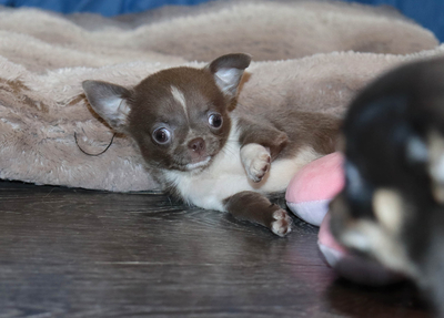 Валентра стар