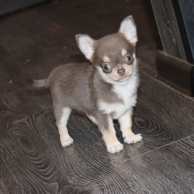 Валентра стар