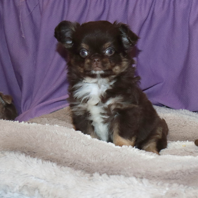 Валентра стар