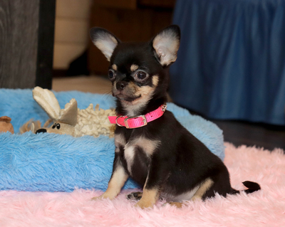 Валентра стар