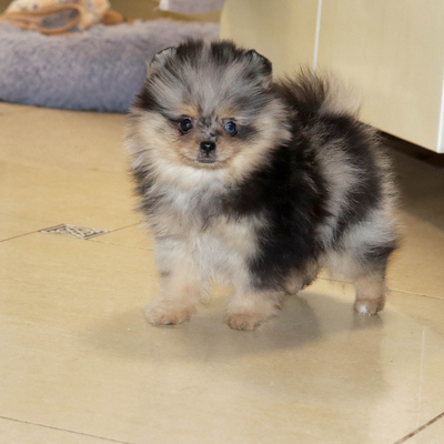 Валентра стар