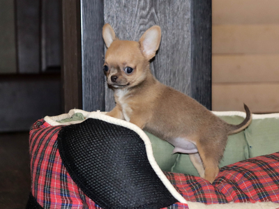 Валентра стар