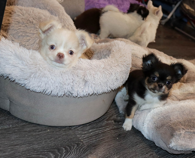 Валентра стар