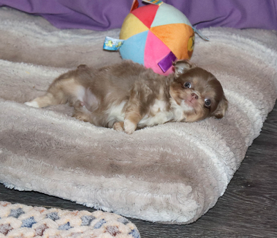 Валентра стар