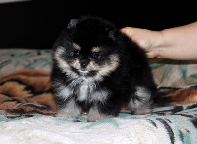 Валентра стар