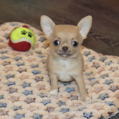 Валентра стар