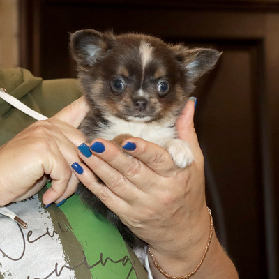 Валентра стар