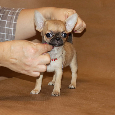 Валентра стар