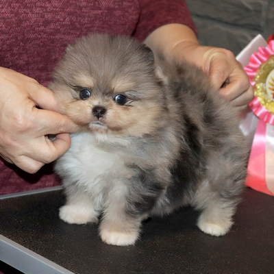 Валентра стар