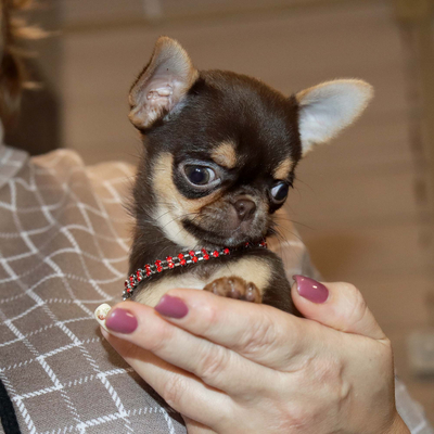 Валентра стар