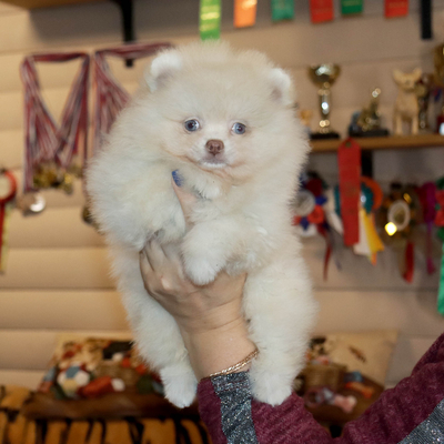 Продается Голубоглазый шпиц