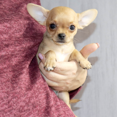 Валентра стар