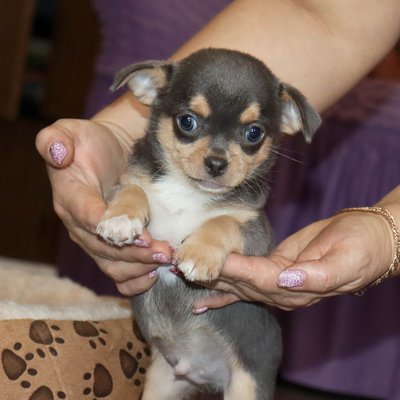 Валентра стар