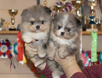 Валентра стар