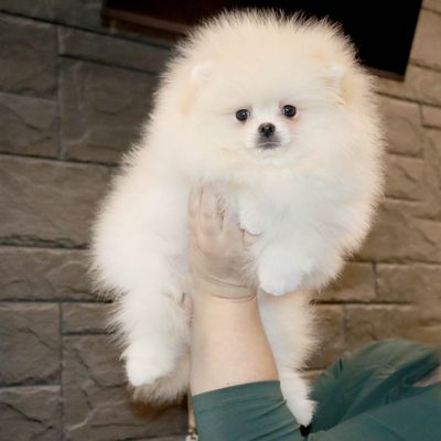 Валентра стар