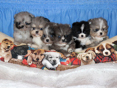 Валентра стар