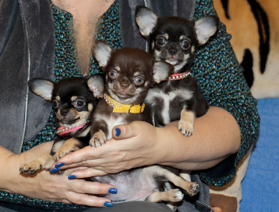 Валентра стар