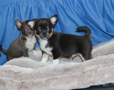 Валентра стар