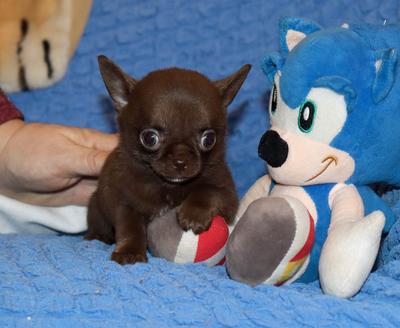 Валентра стар