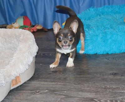 Валентра стар