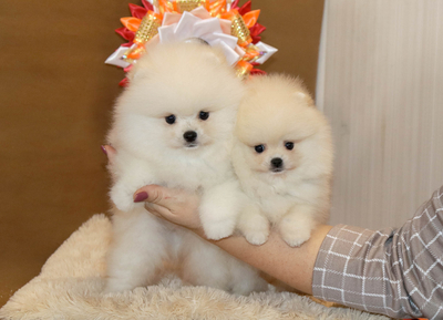 Валентра стар