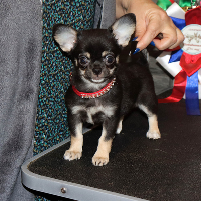 Валентра стар