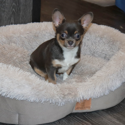 Продается Голубой чихуахуа