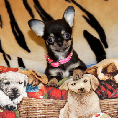 Валентра стар