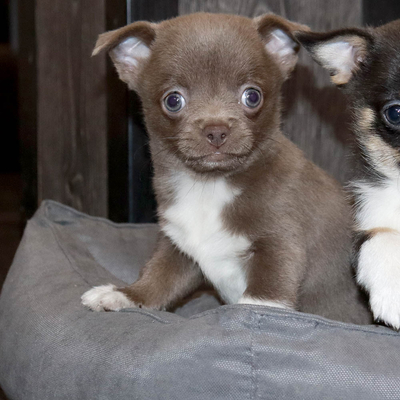 Продается Лиловый чихуахуа