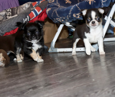 Валентра стар