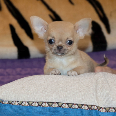 Валентра стар