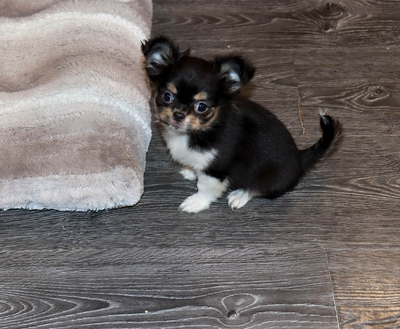 Валентра стар